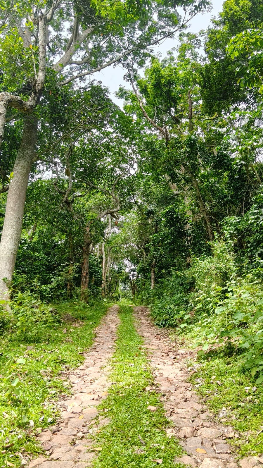Plot / Land for Sale in Thandigudi , KODAIKANAL